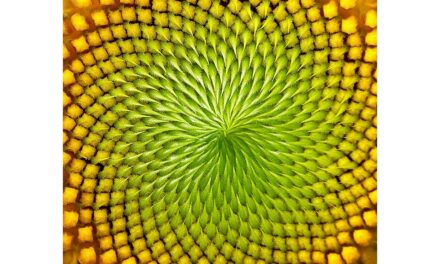Caccia a Fibonacci all’Immaginario Scientifico di Pordenone