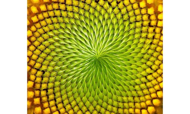 Caccia a Fibonacci all’Immaginario Scientifico di Pordenone