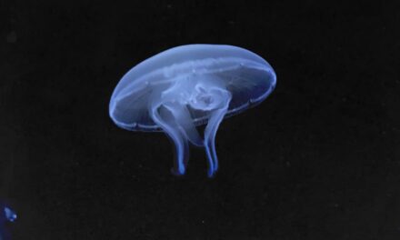 Le meduse sorprendono i ricercatori: memoria e curiosità anche senza cervello?