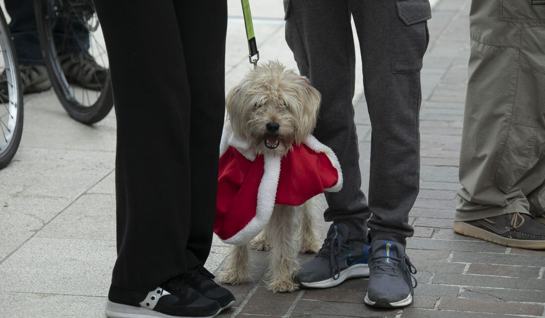 QUATTRO ZAMPETTE A NATALE