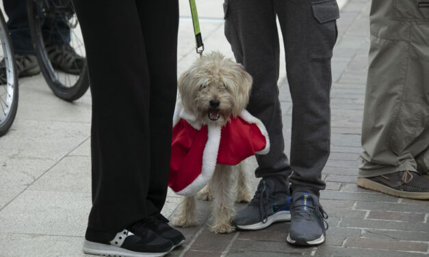 QUATTRO ZAMPETTE A NATALE