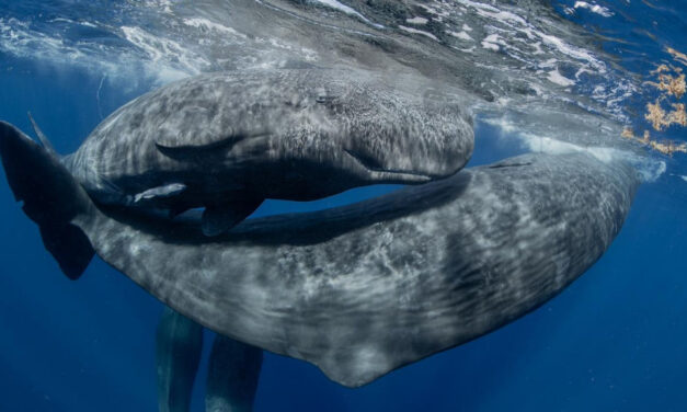 Quando il mare parla “sotto pressione”: MyShot 2025 premia le immagini che raccontano il suo destino