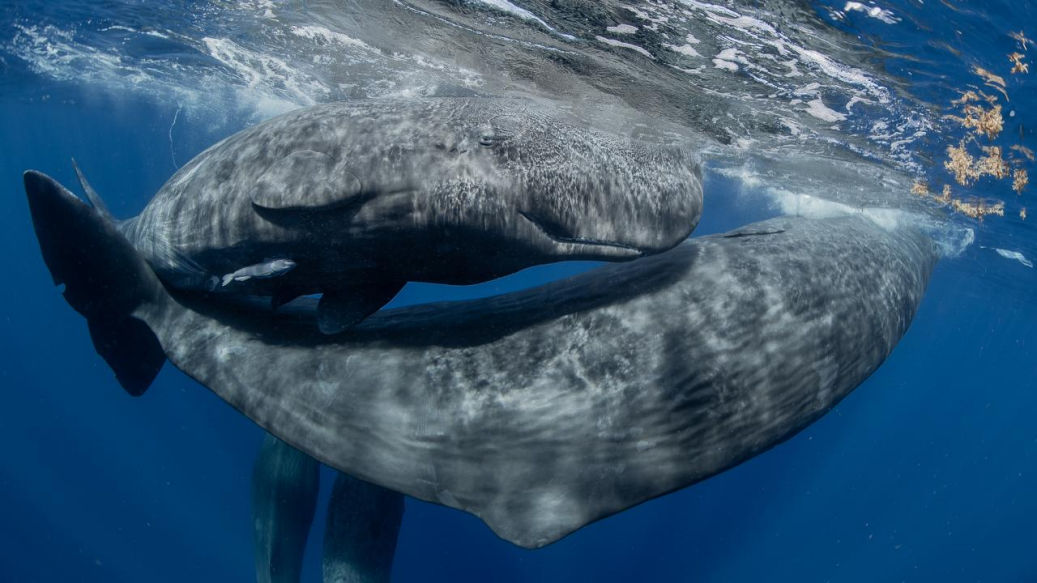 Quando il mare parla “sotto pressione”: MyShot 2025 premia le immagini che raccontano il suo destino