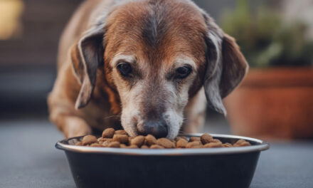 Aggiungi un nonno a tavola: torna la storica partnership tra LNDC Animal Protection e Nutrix Più per promuovere le adozioni di cani e gatti anziani