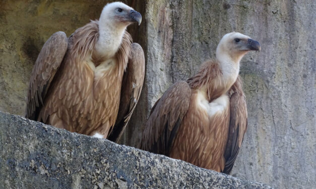 DALLO ZOO DI DRESDA ALLA RISERVA DI CORNINO: TRASPORTO DI OLTRE 1000 KM PER DUE GIOVANI GRIFONI CHE PROSSIMAMENTE VERRANNO RIMESSI IN LIBERTA’, UNENDOSI ALLA COLONIA