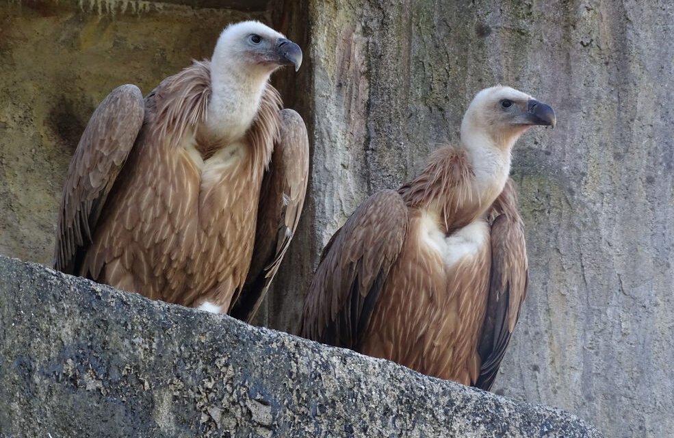 DALLO ZOO DI DRESDA ALLA RISERVA DI CORNINO: TRASPORTO DI OLTRE 1000 KM PER DUE GIOVANI GRIFONI CHE PROSSIMAMENTE VERRANNO RIMESSI IN LIBERTA’, UNENDOSI ALLA COLONIA