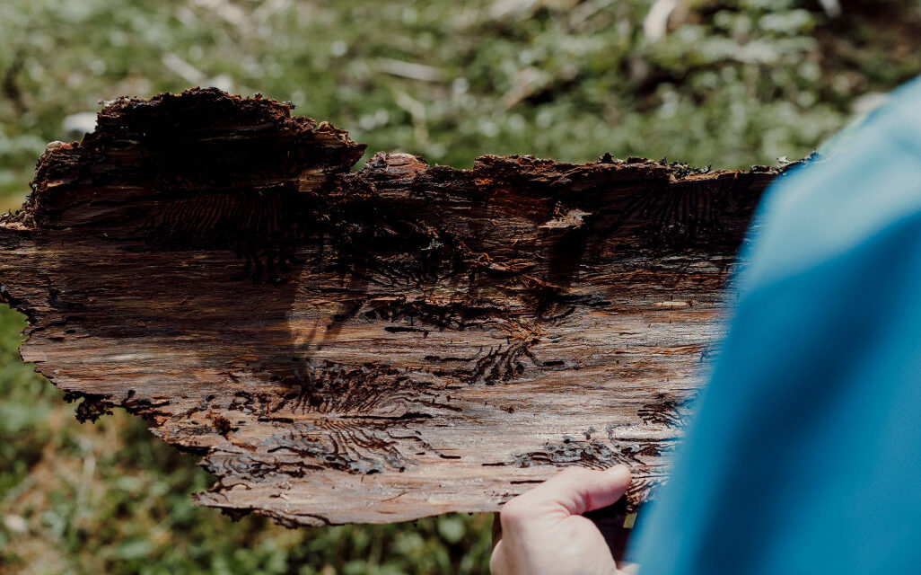 L’invasione silenziosa del bostrico: il piccolo insetto che cambia il volto delle foreste