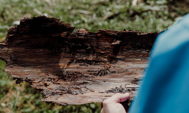 L’invasione silenziosa del bostrico: il piccolo insetto che cambia il volto delle foreste