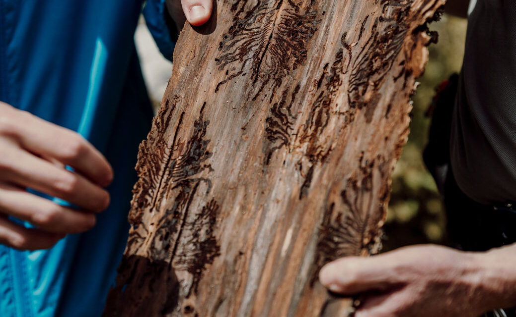 SOTTOCORTECCIA IL VIAGGIO TRA LE FORESTE CHE CAMBIANO ARRIVA A TRIESTE
