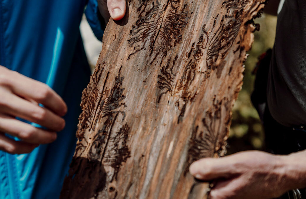 SOTTOCORTECCIA IL VIAGGIO TRA LE FORESTE CHE CAMBIANO ARRIVA A TRIESTE