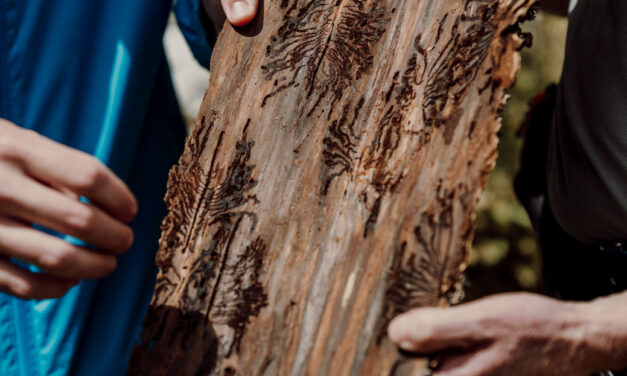 SOTTOCORTECCIA IL VIAGGIO TRA LE FORESTE CHE CAMBIANO ARRIVA A TRIESTE