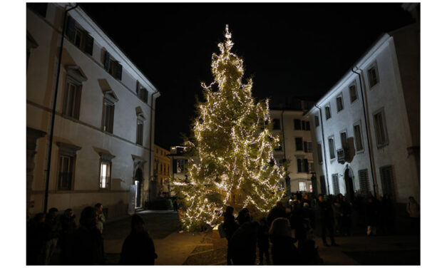 PER LA PRIMA VOLTA ALL’UNIVERSITÀ DI UDINE UN GRANDE ALBERO DI NATALE ALL’APERTO, ALTO SEI METRI, DONATO DALLA REGIONE