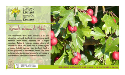 Racconto botanico di Natale a Carsiana