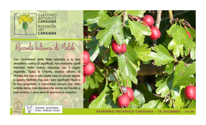 Racconto botanico di Natale a Carsiana