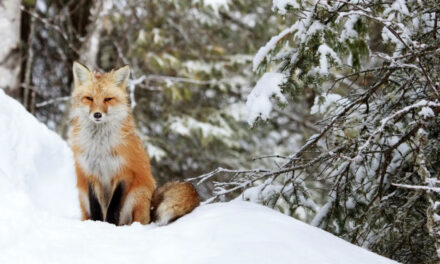 DOVE VANNO E COSA FANNO GLI ANIMALI IN INVERNO? POSSIAMO AIUTARLI? SABATO 13 DICEMBRE ALLE 11 SPECIALE VISITA RACCONTATA AL MUSEO CIVICO DI STORIA NATURALE