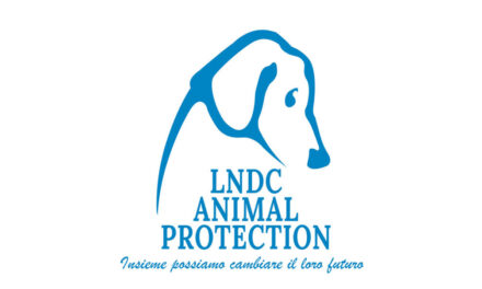 Capodanno & animali: “Il botto che cambia tutto? È quello che NON fai.”