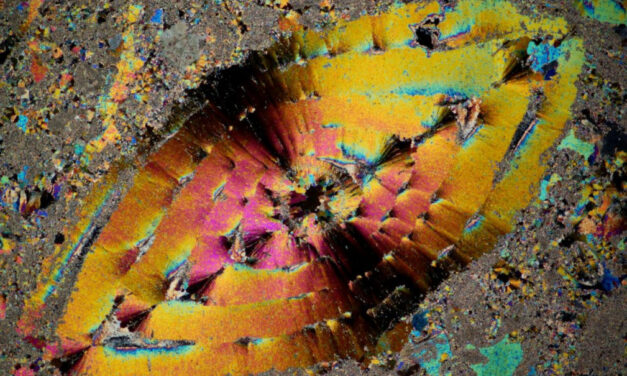 VISITE GUIDATE ALLA MOSTRA “IL MICROMONDO DEL CARSO”