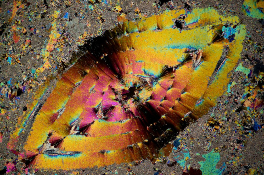 VISITE GUIDATE ALLA MOSTRA “IL MICROMONDO DEL CARSO”