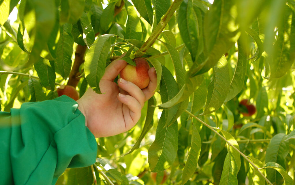 La rinascita della pesca friulana: a Fiumicello il progetto che unisce ricerca, agricoltori e inclusione sociale
