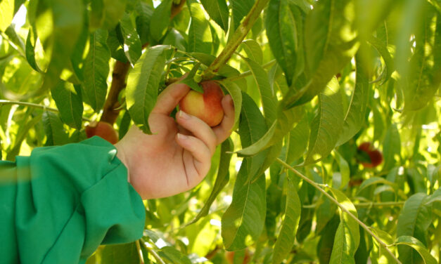 La rinascita della pesca friulana: a Fiumicello il progetto che unisce ricerca, agricoltori e inclusione sociale