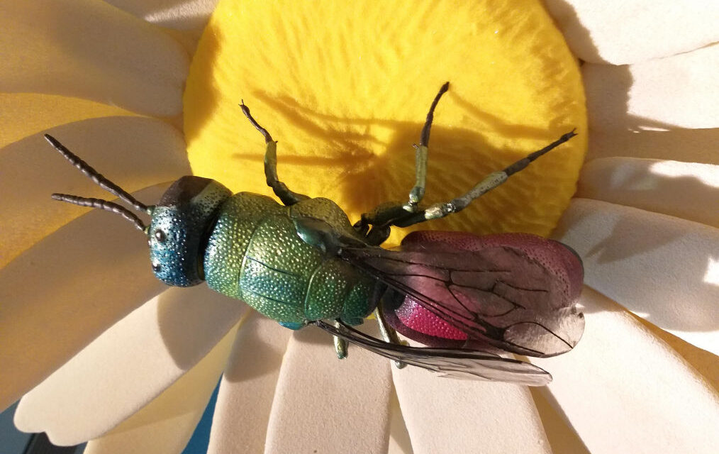 SABATO 20 DICEMBRE ALLE ORE 11 AL MUSEO DI STORIA NATURALE VISITA ALLE SALE DEGLI INSETTI DEL CARSO E DELLA GROTTA INSIEME AD ANDREA COLLA, ENTOMOLOGO DEL MUSEO