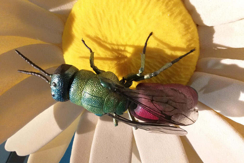 SABATO 20 DICEMBRE ALLE ORE 11 AL MUSEO DI STORIA NATURALE VISITA ALLE SALE DEGLI INSETTI DEL CARSO E DELLA GROTTA INSIEME AD ANDREA COLLA, ENTOMOLOGO DEL MUSEO