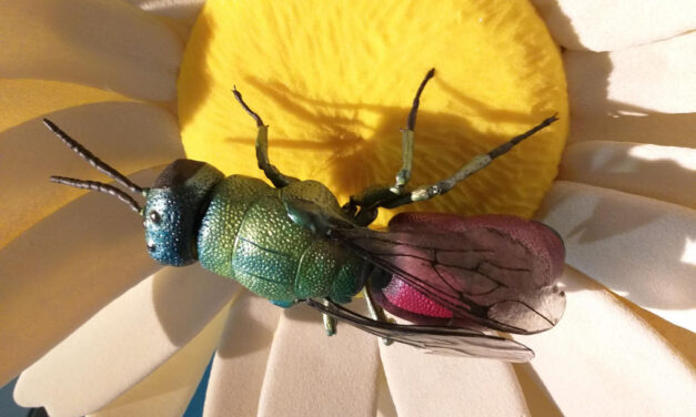 SABATO 20 DICEMBRE ALLE ORE 11 AL MUSEO DI STORIA NATURALE VISITA ALLE SALE DEGLI INSETTI DEL CARSO E DELLA GROTTA INSIEME AD ANDREA COLLA, ENTOMOLOGO DEL MUSEO