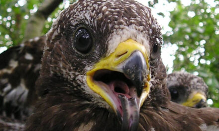 TOLKIEN NEI MUSEI: MERCOLEDÌ 10 DICEMBRE ALLE 17.30 AL SALONE DEGLI INCANTI L’INCONTRO “I NOSTRI VERI ANIMALI FANTASTICI”