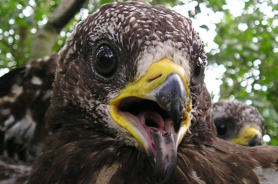 TOLKIEN NEI MUSEI: MERCOLEDÌ 10 DICEMBRE ALLE 17.30 AL SALONE DEGLI INCANTI L’INCONTRO “I NOSTRI VERI ANIMALI FANTASTICI”