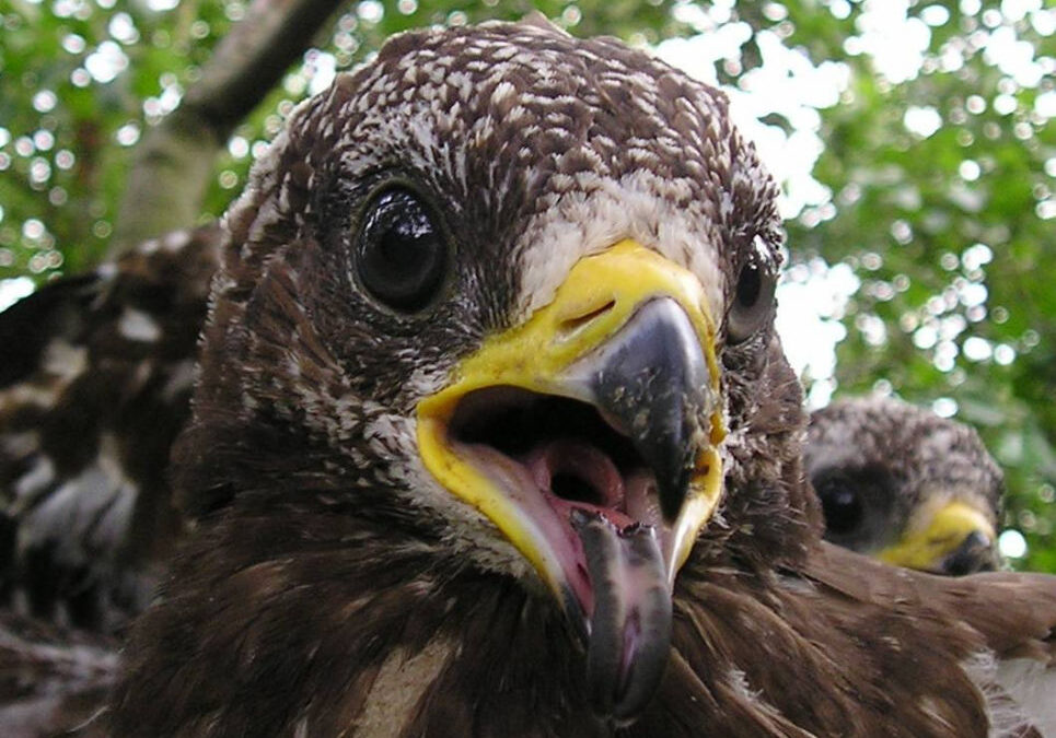 TOLKIEN NEI MUSEI: MERCOLEDÌ 10 DICEMBRE ALLE 17.30 AL SALONE DEGLI INCANTI L’INCONTRO “I NOSTRI VERI ANIMALI FANTASTICI”