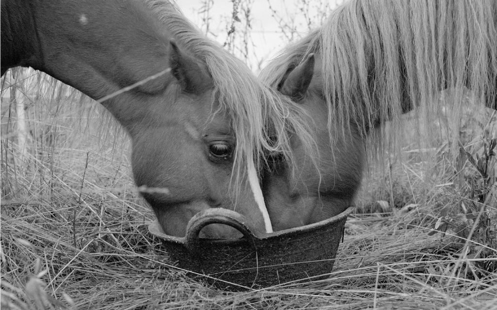 LA SCOMPARSA DEGLI ANIMALI, a cura di RAVE East Village Artist Residency, a Clauiano