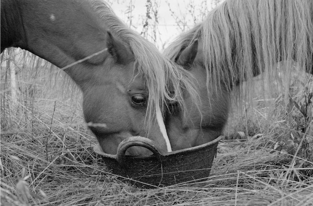 LA SCOMPARSA DEGLI ANIMALI, a cura di RAVE East Village Artist Residency, a Clauiano