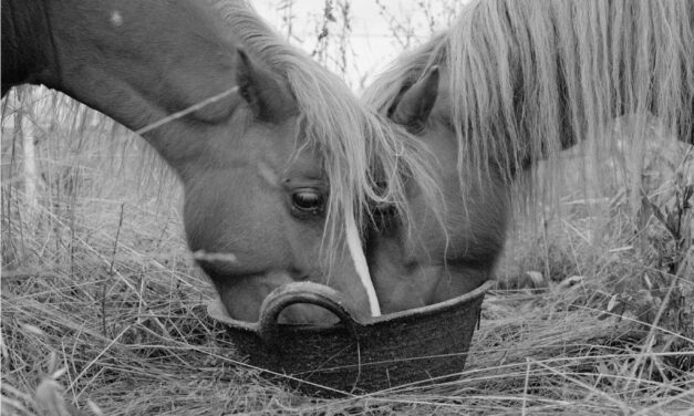 LA SCOMPARSA DEGLI ANIMALI, a cura di RAVE East Village Artist Residency, a Clauiano