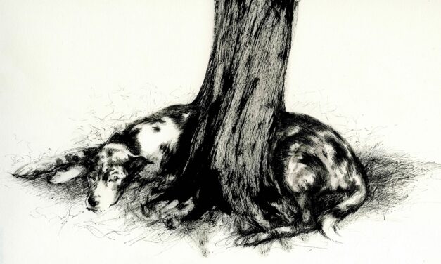 Incontro con l’autrice Titta C. Raccagni e collettivo Robida e visita guidata alla mostra LA SCOMPARSA DEGLI ANIMALI