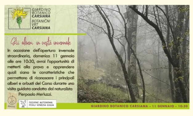 Gli alberi in veste invernale al Giardino botanico Carsiana