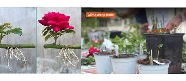 FAGAGNA, “TI REGALERÒ UNA ROSA”, SABATO 24 GENNAIO NARRAZIONI E PRATICA CON LE STORIE DELLE TALEE DI ROSA, PER ADULTI E BAMBINI