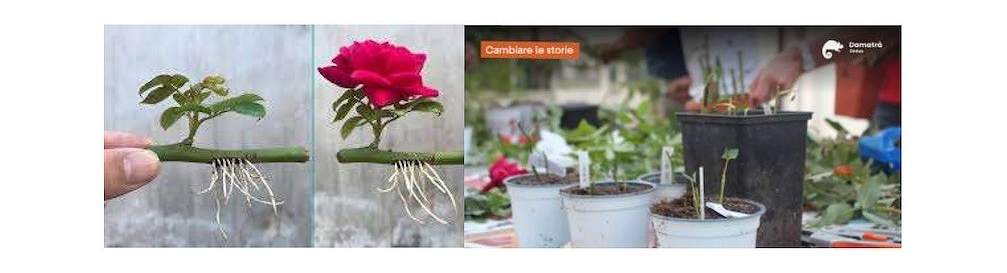 FAGAGNA, “TI REGALERÒ UNA ROSA”, SABATO 24 GENNAIO NARRAZIONI E PRATICA CON LE STORIE DELLE TALEE DI ROSA, PER ADULTI E BAMBINI