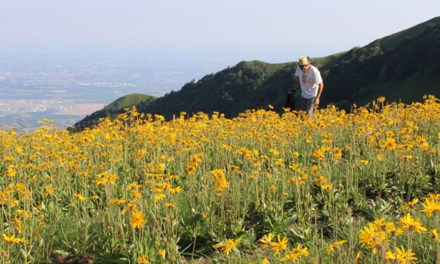 Associazione Allevatori Fvg: possibili strategie per ridurre l’utilizzo di antibiotici nelle aziende