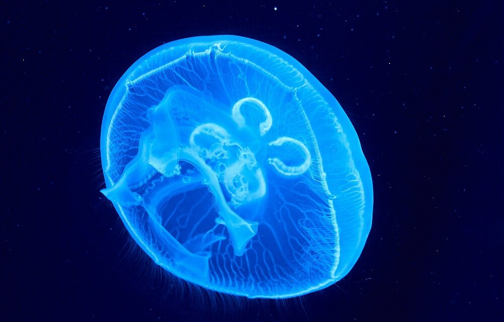 Naturalmente brillanti: la luminescenza domenica all’Immaginario Scientifico di Trieste