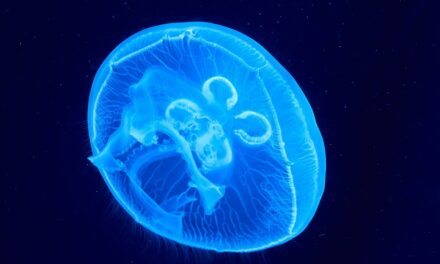 Naturalmente brillanti: la luminescenza domenica all’Immaginario Scientifico di Trieste