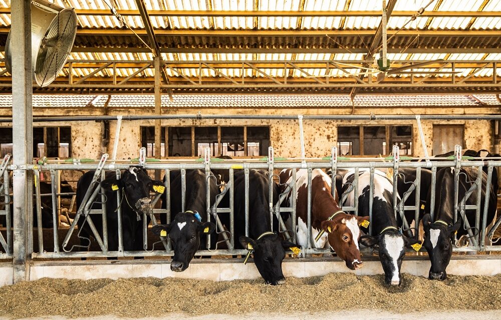 Associazione Allevatori Fvg: prima stalla regionale certificata Sqnba