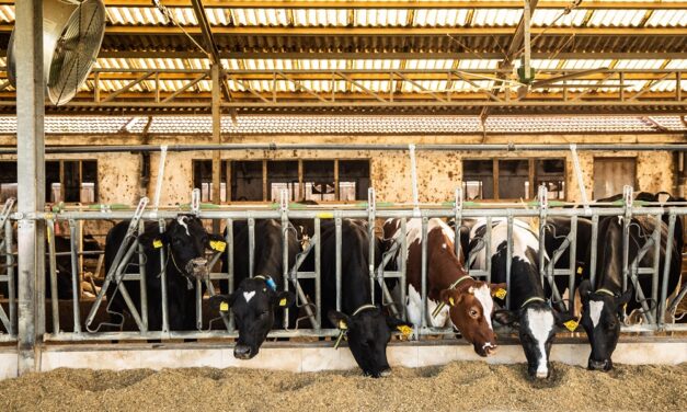 Associazione Allevatori Fvg: prima stalla regionale certificata Sqnba