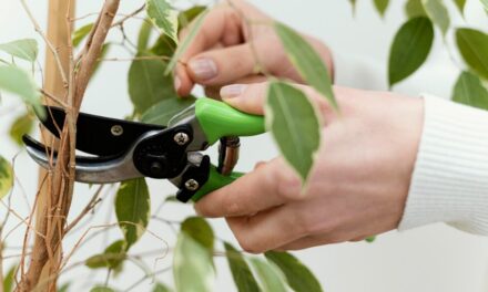 Le basi della potatura di alberi e piante: al via il corso teorico-pratico, organizzato dall’Università Popolare di Trieste all’ITIS