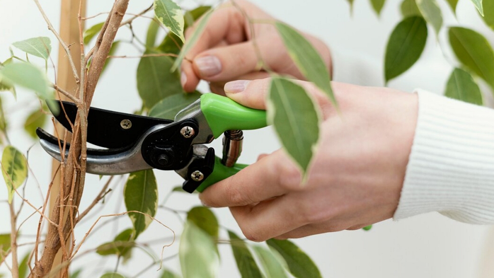 Le basi della potatura di alberi e piante: al via il corso teorico-pratico, organizzato dall’Università Popolare di Trieste all’ITIS