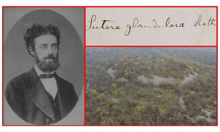 Ricordo di Carlo Marchesetti, direttore del Museo Civico di Storia Naturale, a 100 anni dalla morte