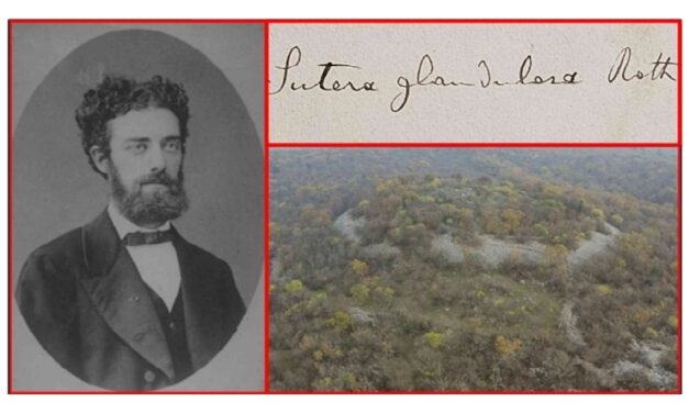 Ricordo di Carlo Marchesetti, direttore del Museo Civico di Storia Naturale, a 100 anni dalla morte