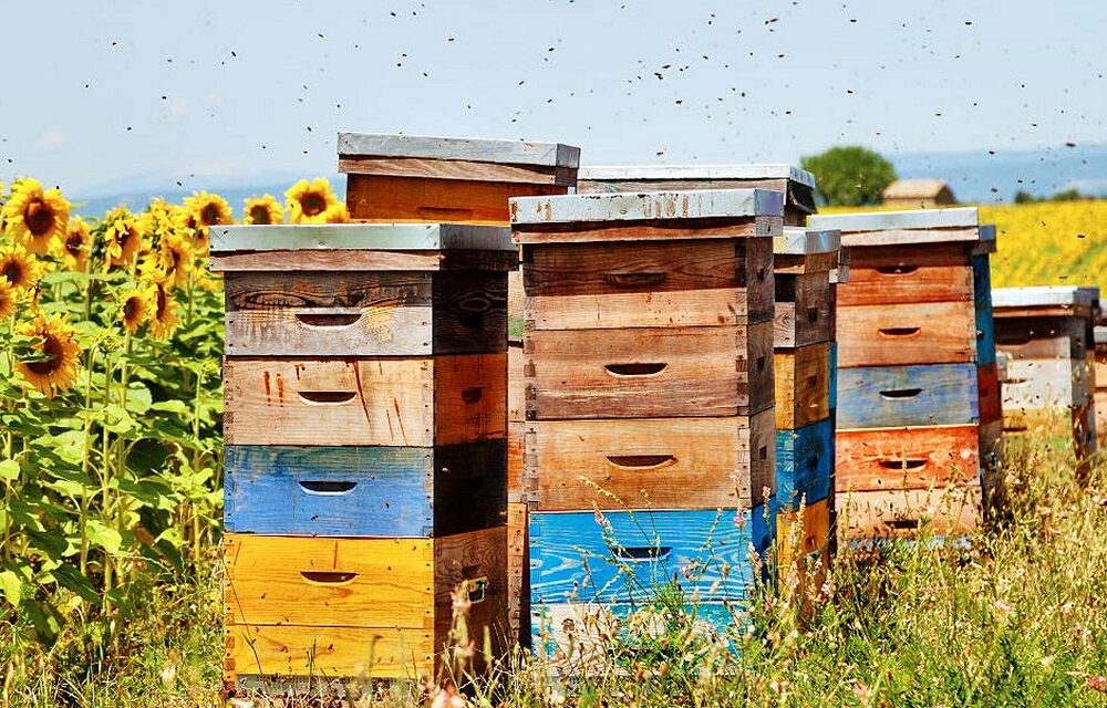 Vacanze 2026, è caccia ad api e alveari: così in Italia esplode l’apiturismo