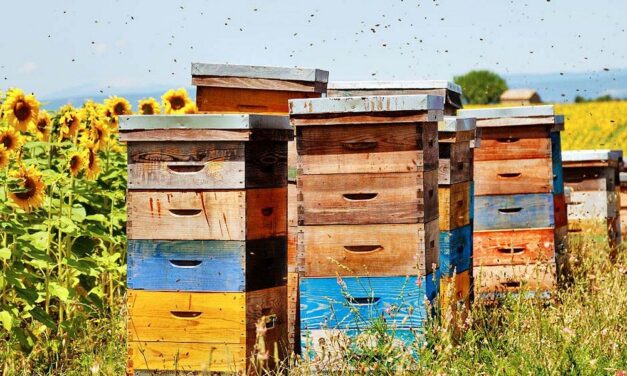 Vacanze 2026, è caccia ad api e alveari: così in Italia esplode l’apiturismo