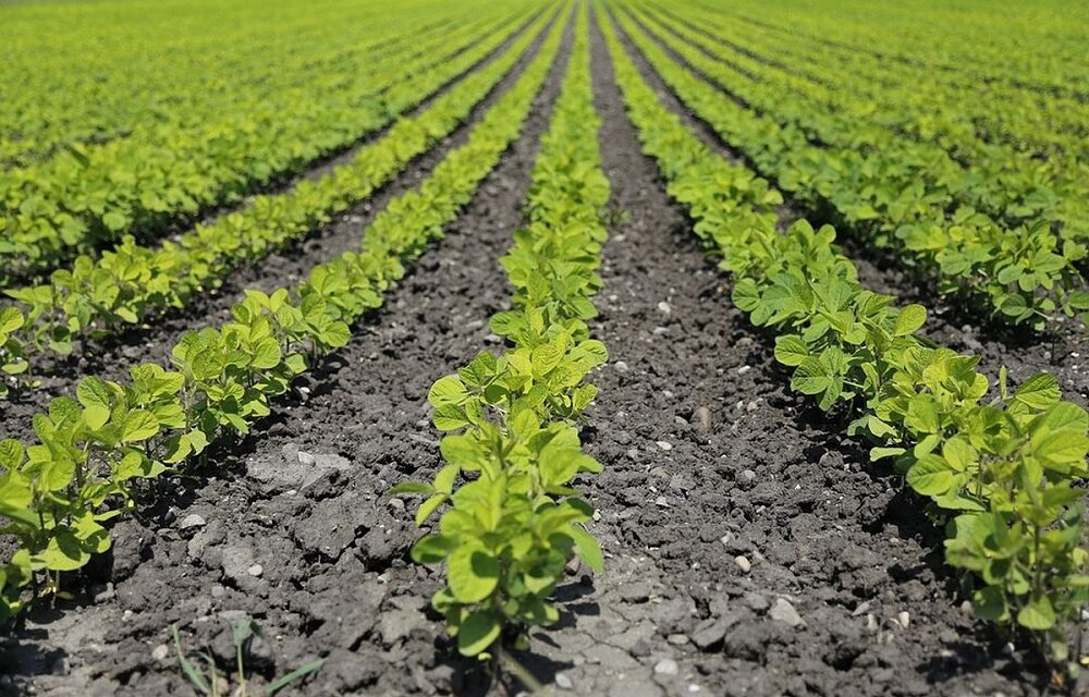 Confagricoltura Fvg: mais e soia, risultati e proposte per la nuova campagna di semina