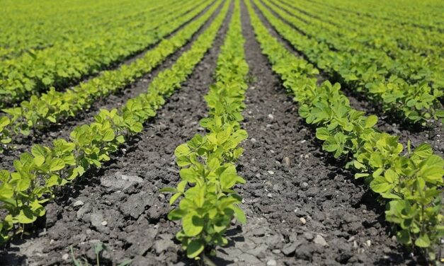 Confagricoltura Fvg: mais e soia, risultati e proposte per la nuova campagna di semina